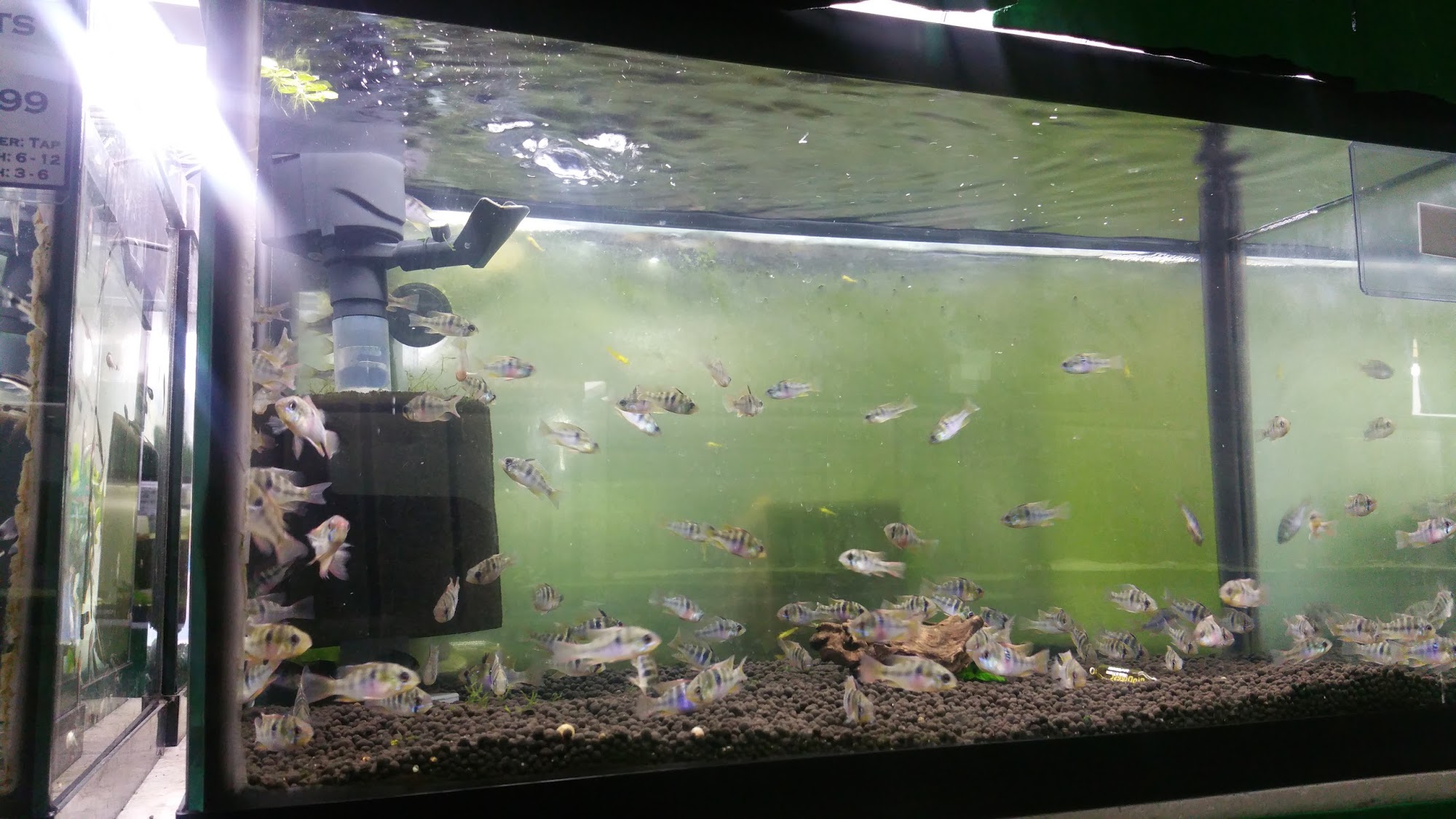 ShrimpFever Aquarium Scarborough