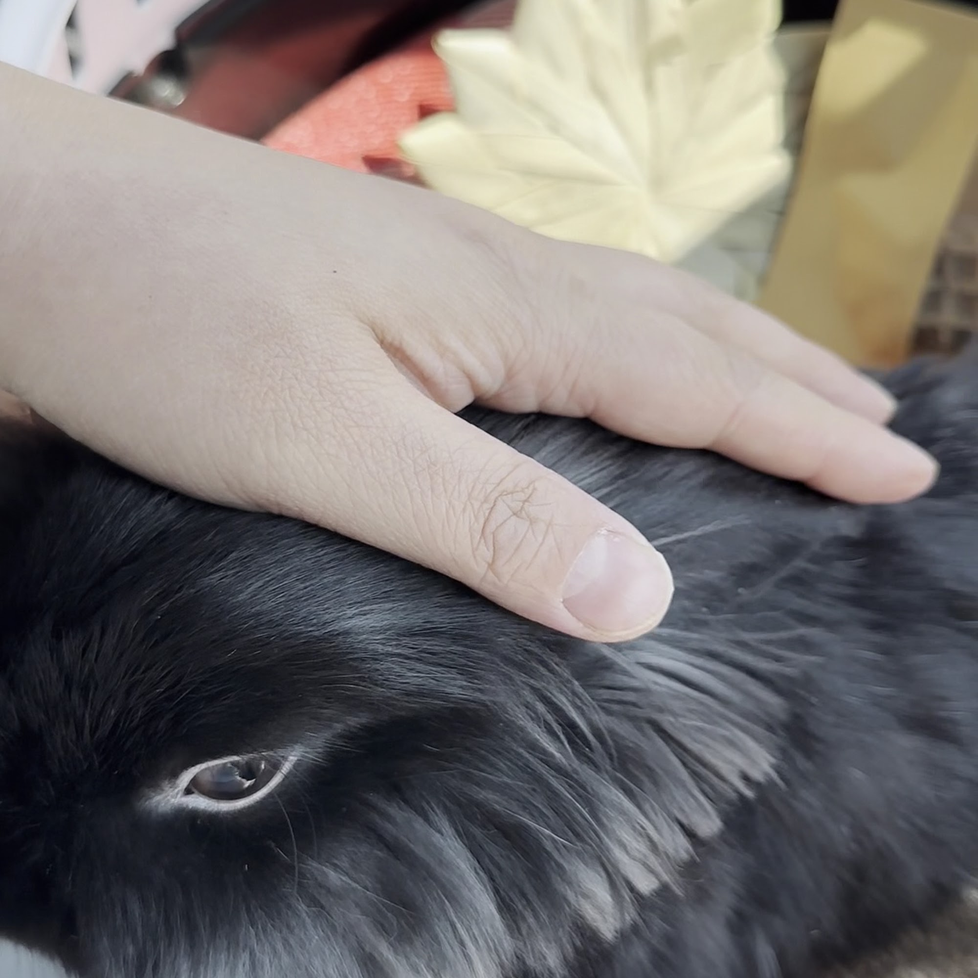 Funny Bunny Services Scarborough