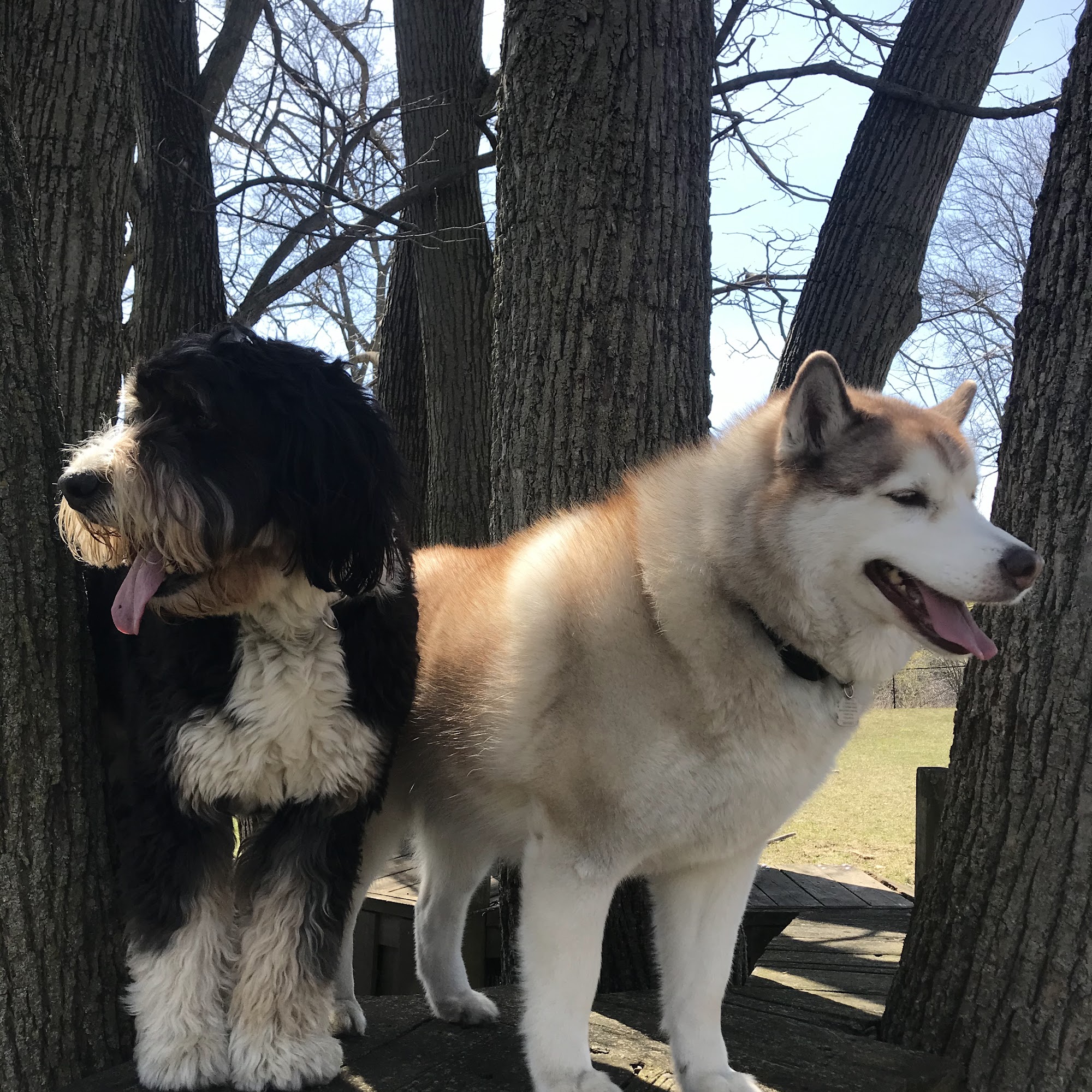 Rosewood Pet Resort Scarborough