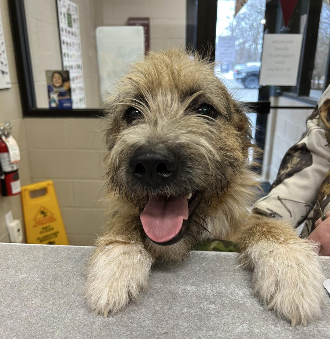 Queensway Veterinary Hospital Simcoe