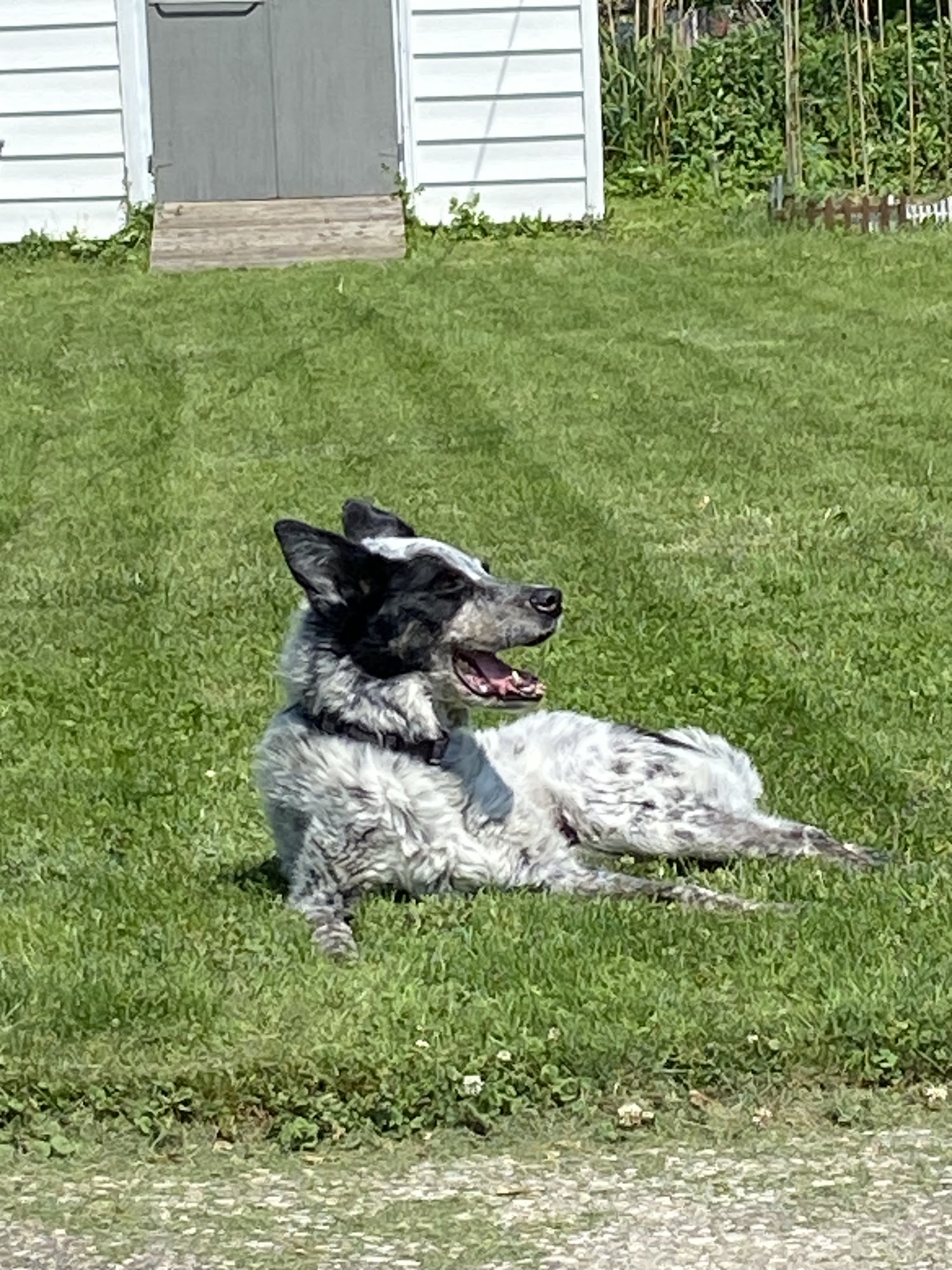 Colborne Veterinary Clinic Simcoe