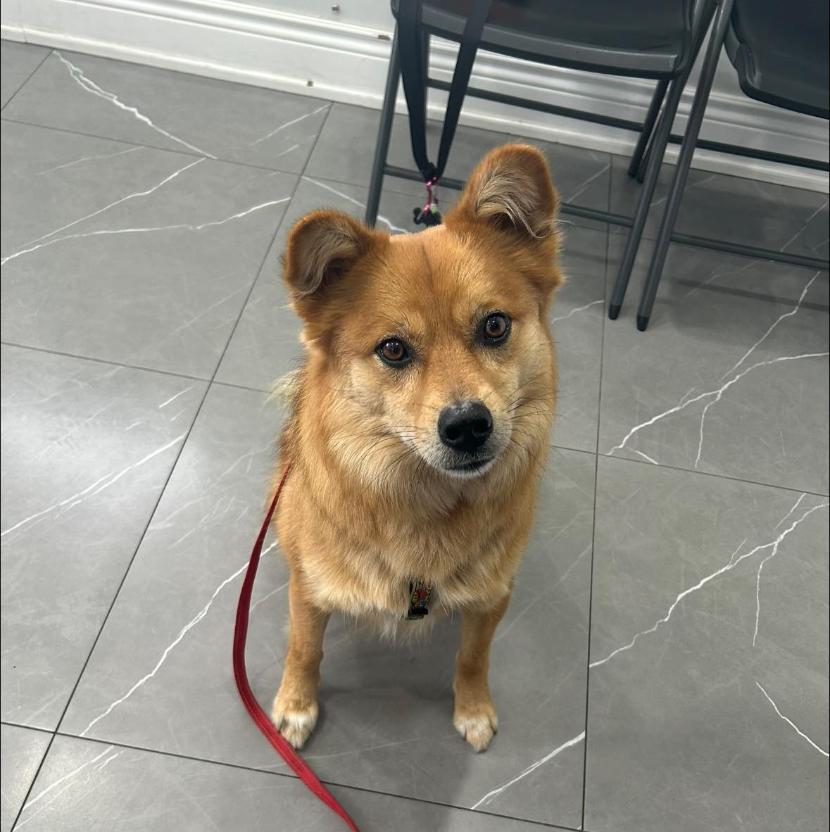 Colborne Veterinary Clinic Simcoe