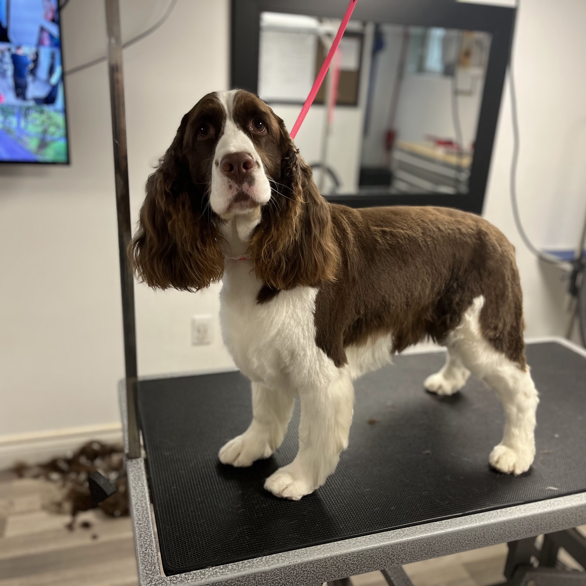 Love at First Bark Dog Grooming Simcoe