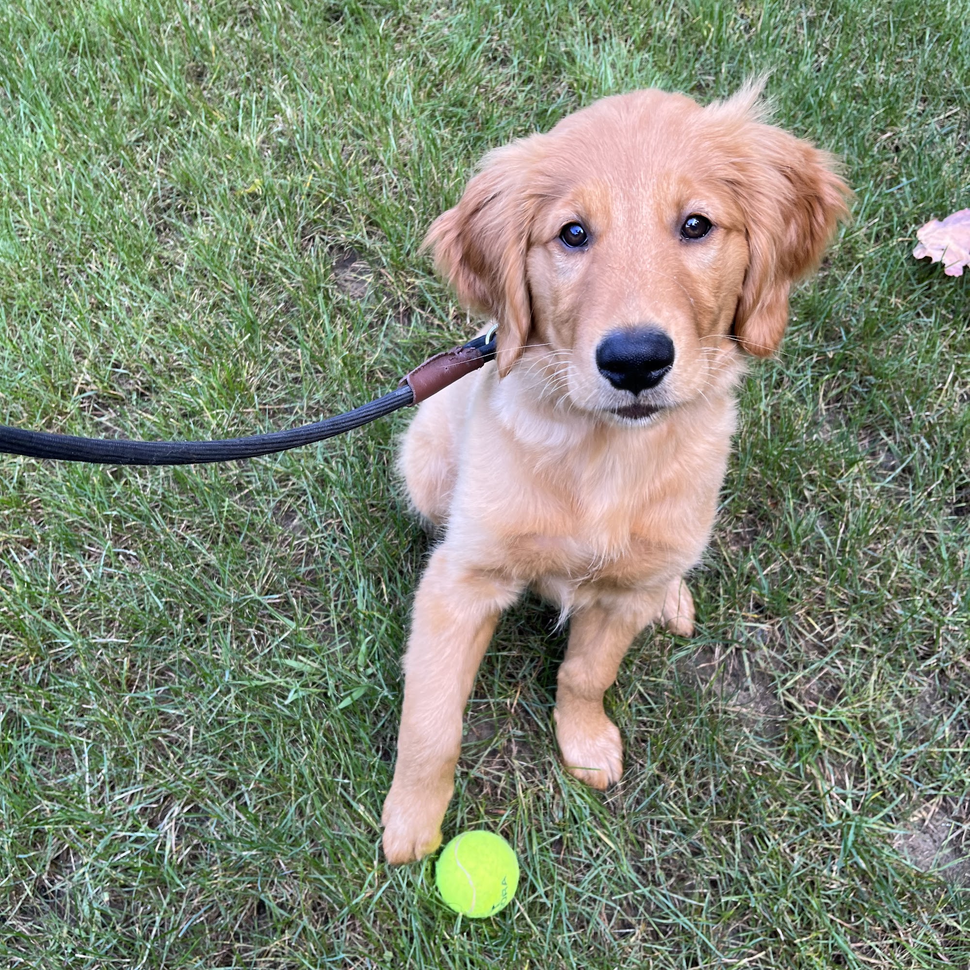 Norfolk Tails Simcoe