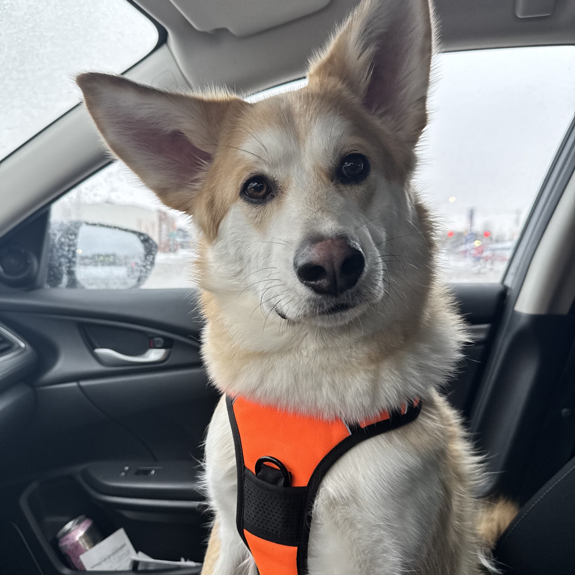 Pet Valu Smiths Falls