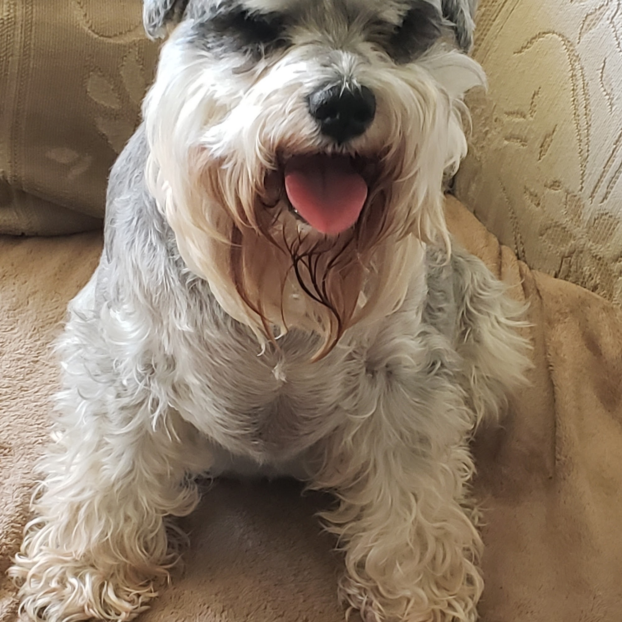 Smiths Falls Veterinary Services Smiths Falls