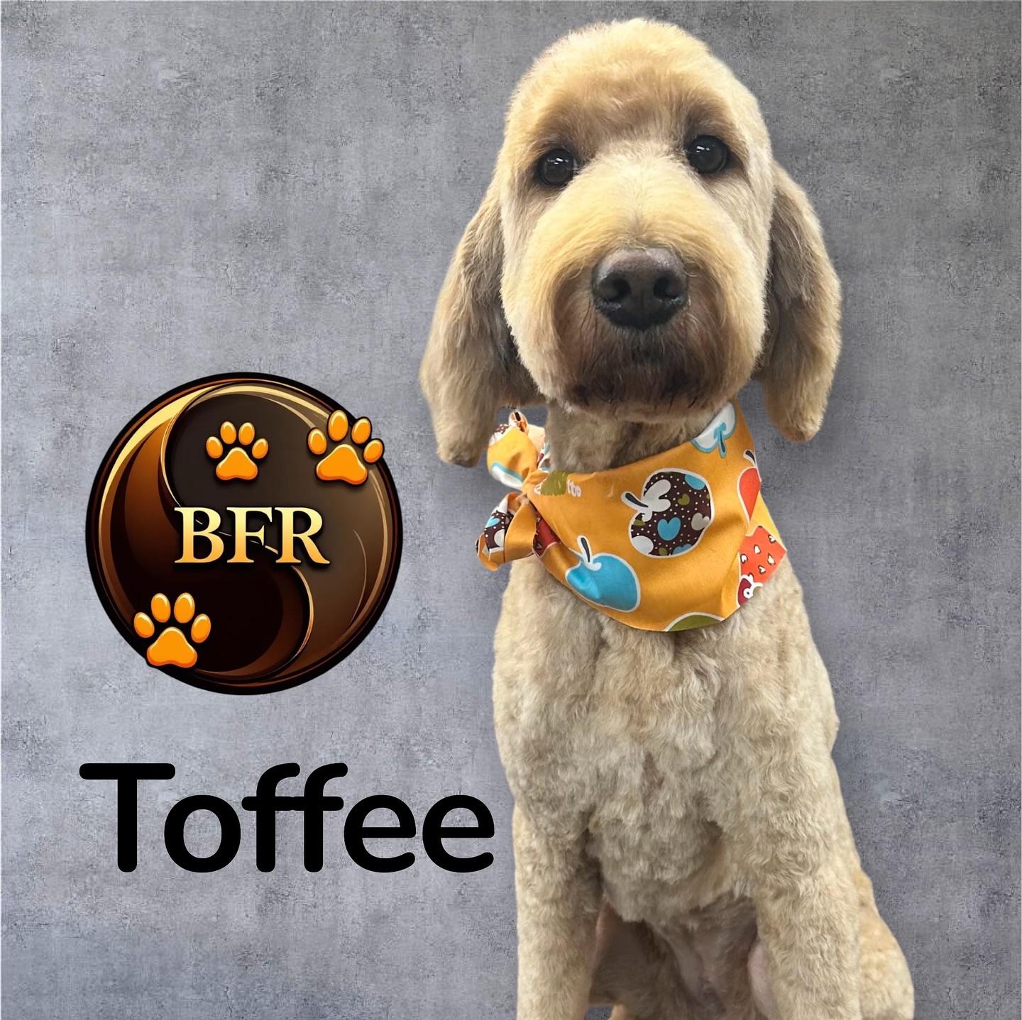 Best Friends And Raina's Grooming St. Catharines