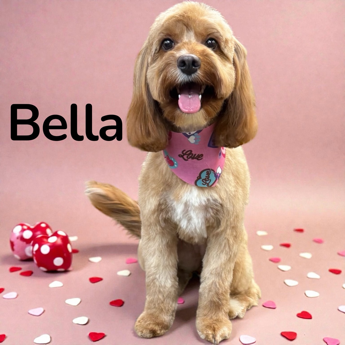 Best Friends And Raina's Grooming St. Catharines