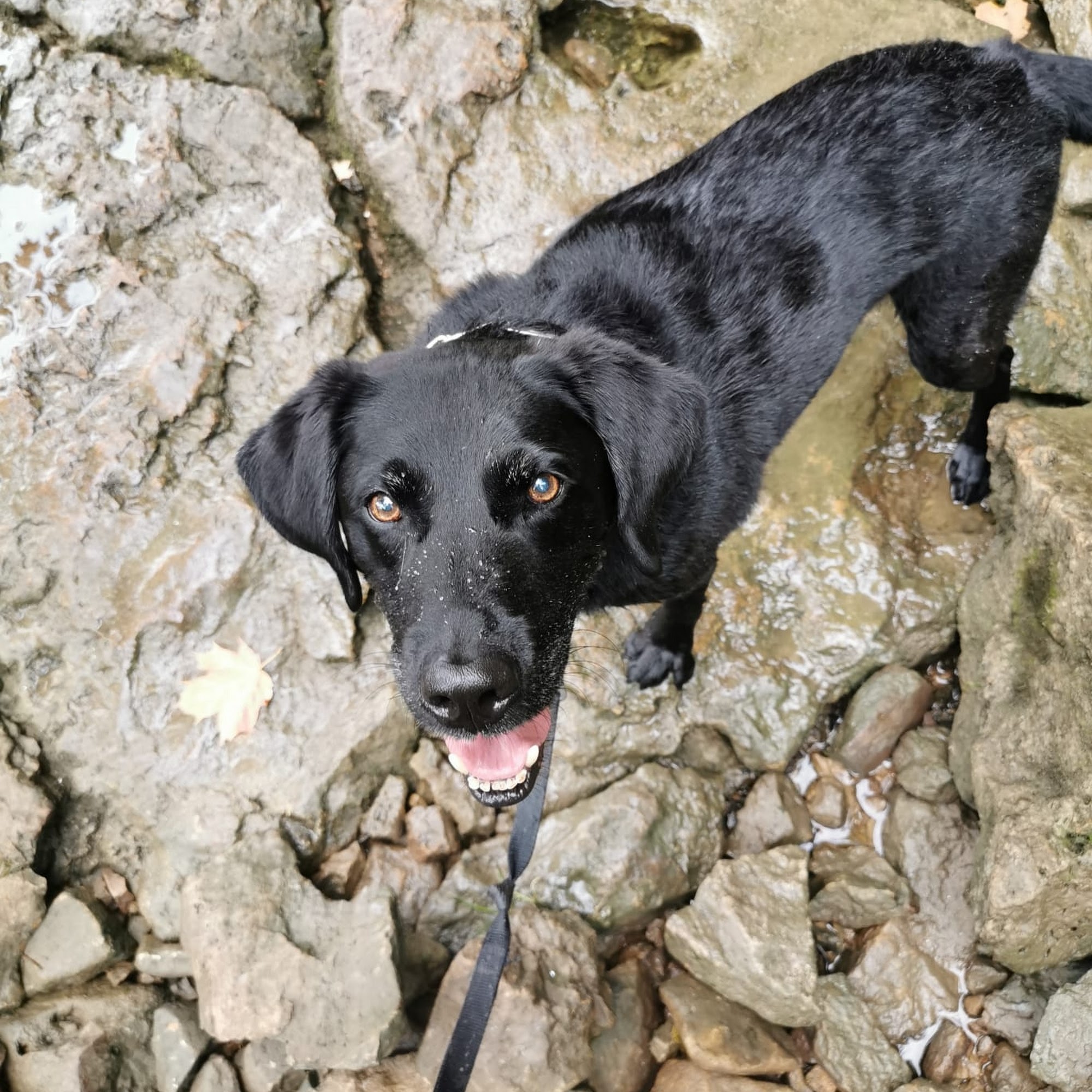 Niagara Dog Training St. Catharines