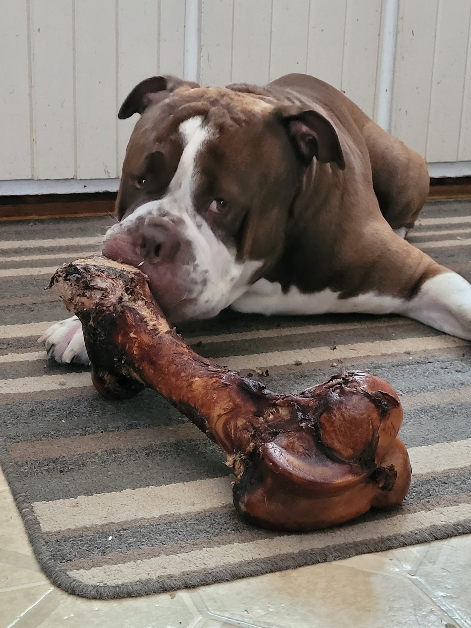 Global Pet Foods St. Catharines