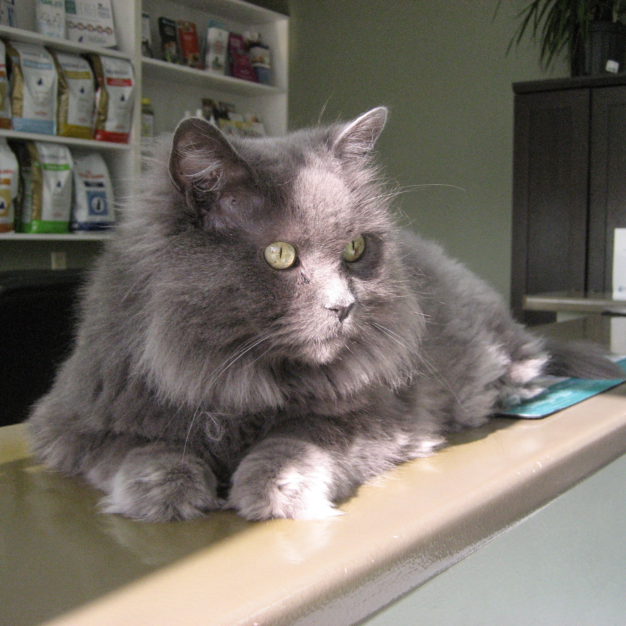 Dog and Cat Clinic of Niagara St. Catharines