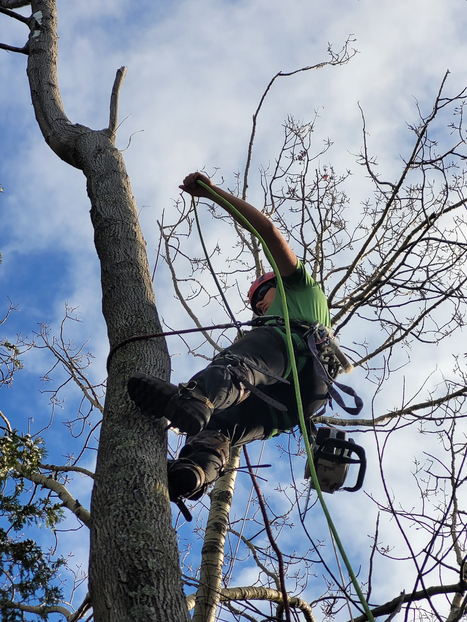 Beaver Tree Removal 119 Guest Ct, St. Marys Ontario N4X 1E5