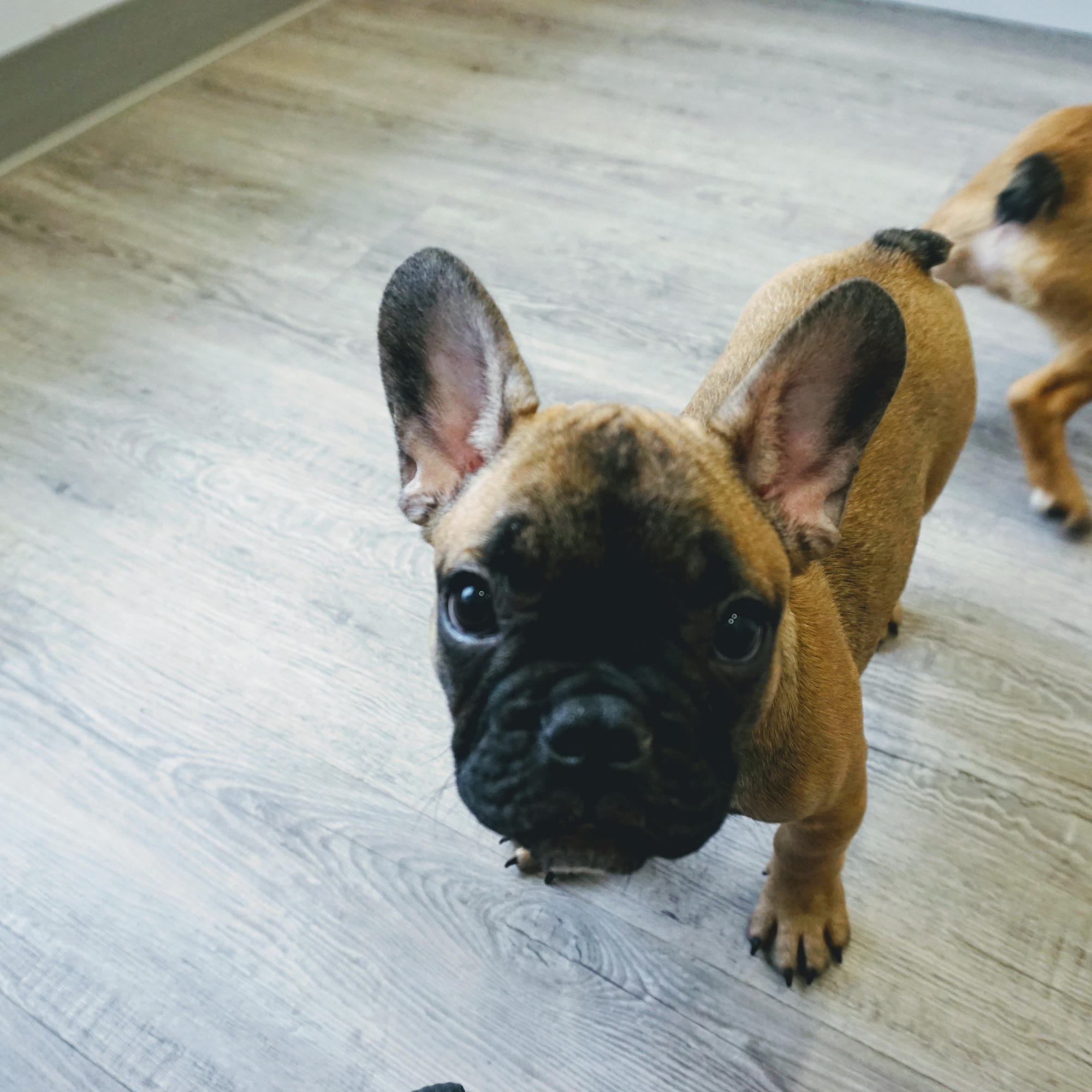 Stittsville Kanata Veterinary Hospital Stittsville