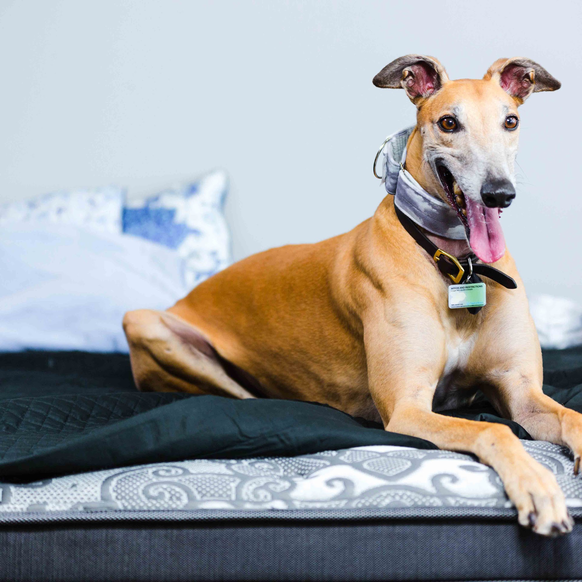 Direct Bed - Mattress Store in Hamilton Stoney Creek