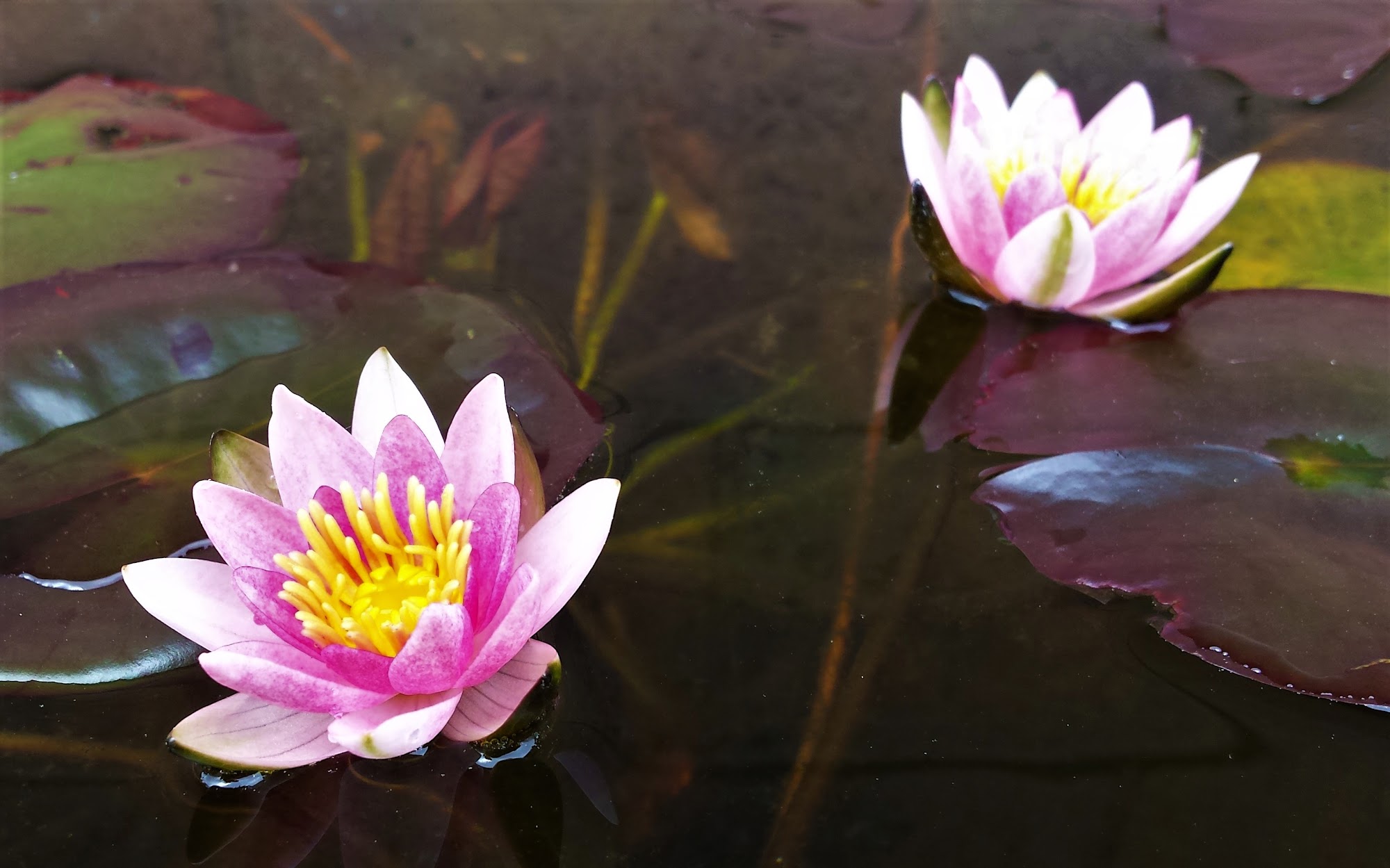 Pets N Ponds Strathroy