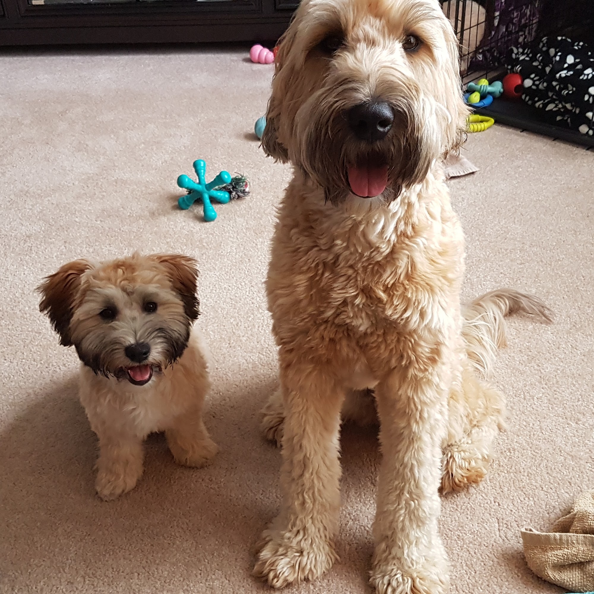 Perfect Paws Dog Grooming & Boarding Strathroy