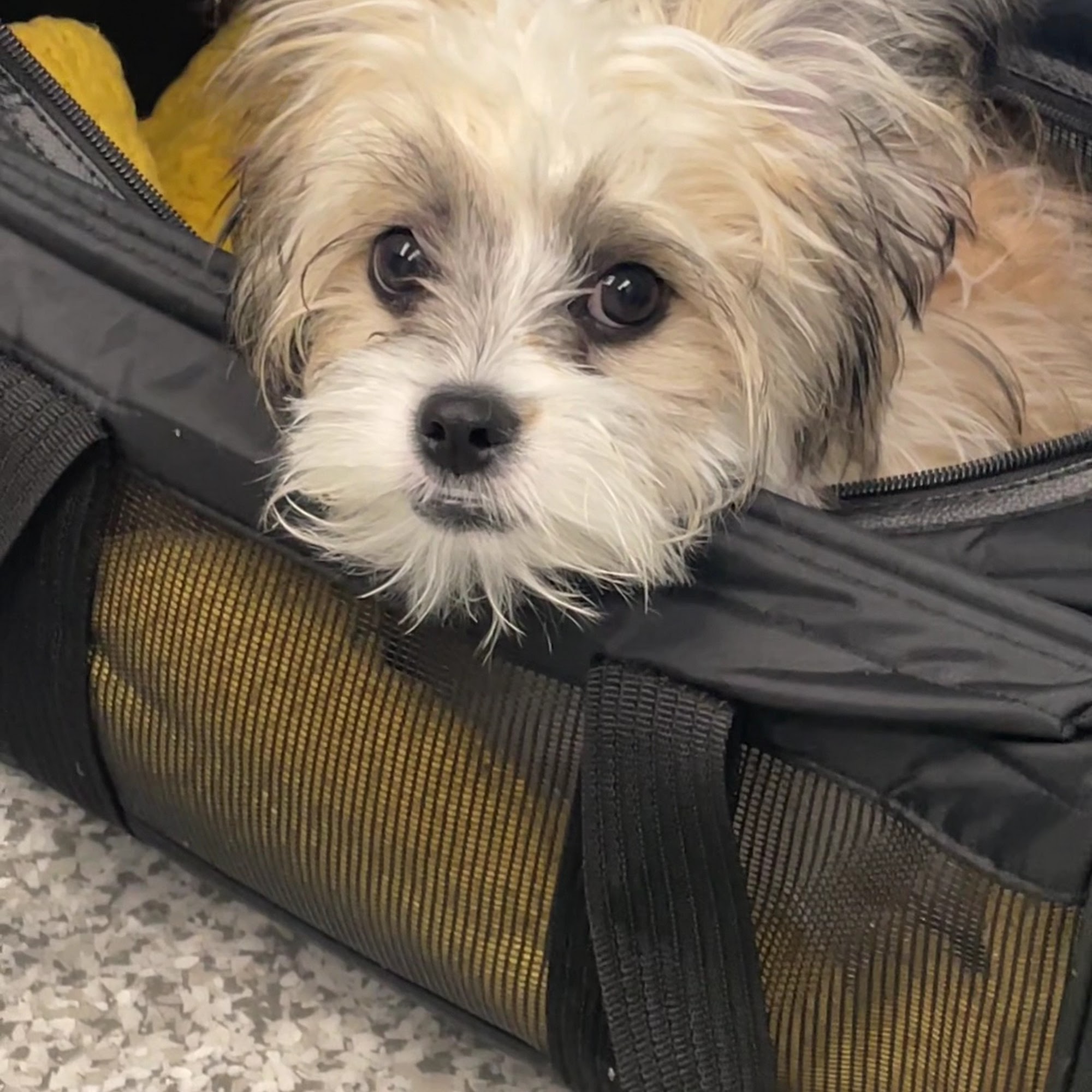 Caradoc Animal Clinic Strathroy