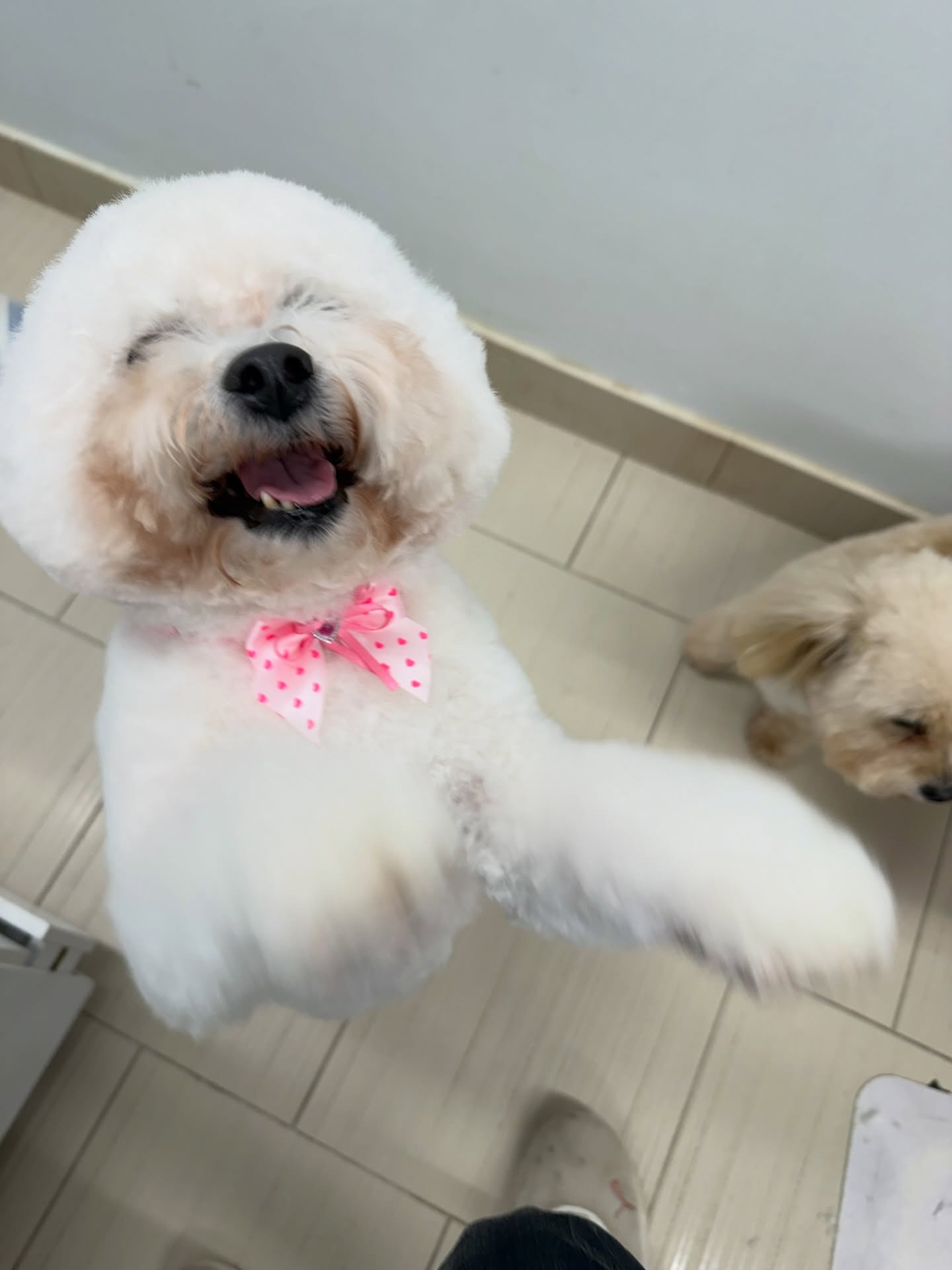 Pawz N' Style Thornhill