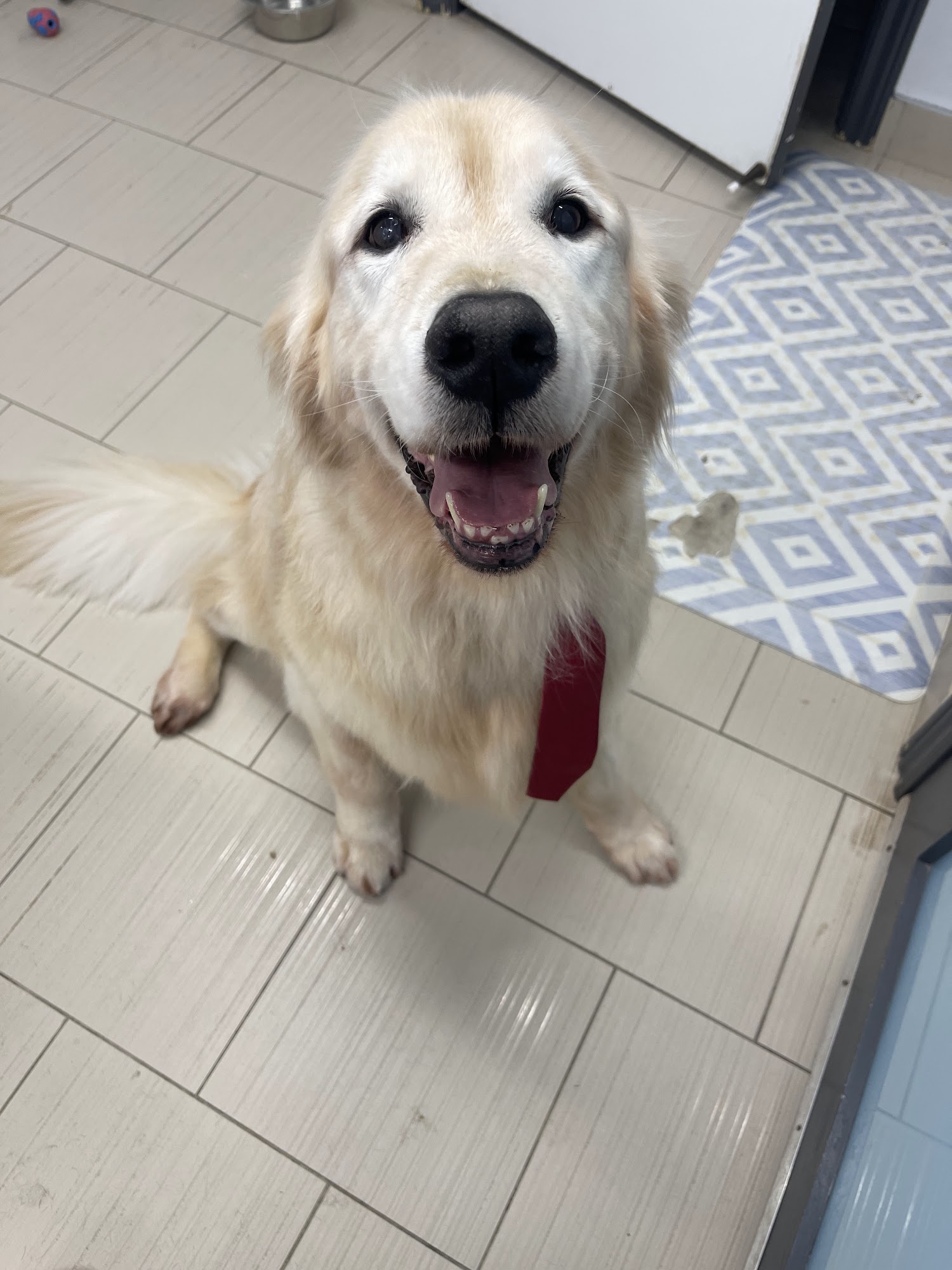 Pawz N' Style Thornhill