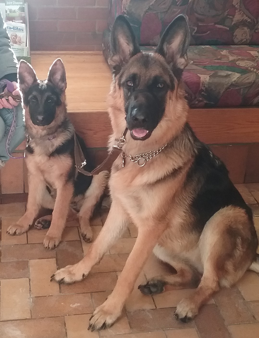 Smith Veterinary Hospital Thornhill