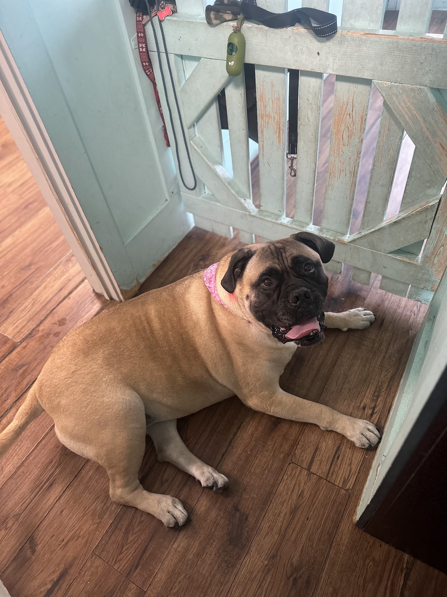 Doggy & Doggy Thornhill