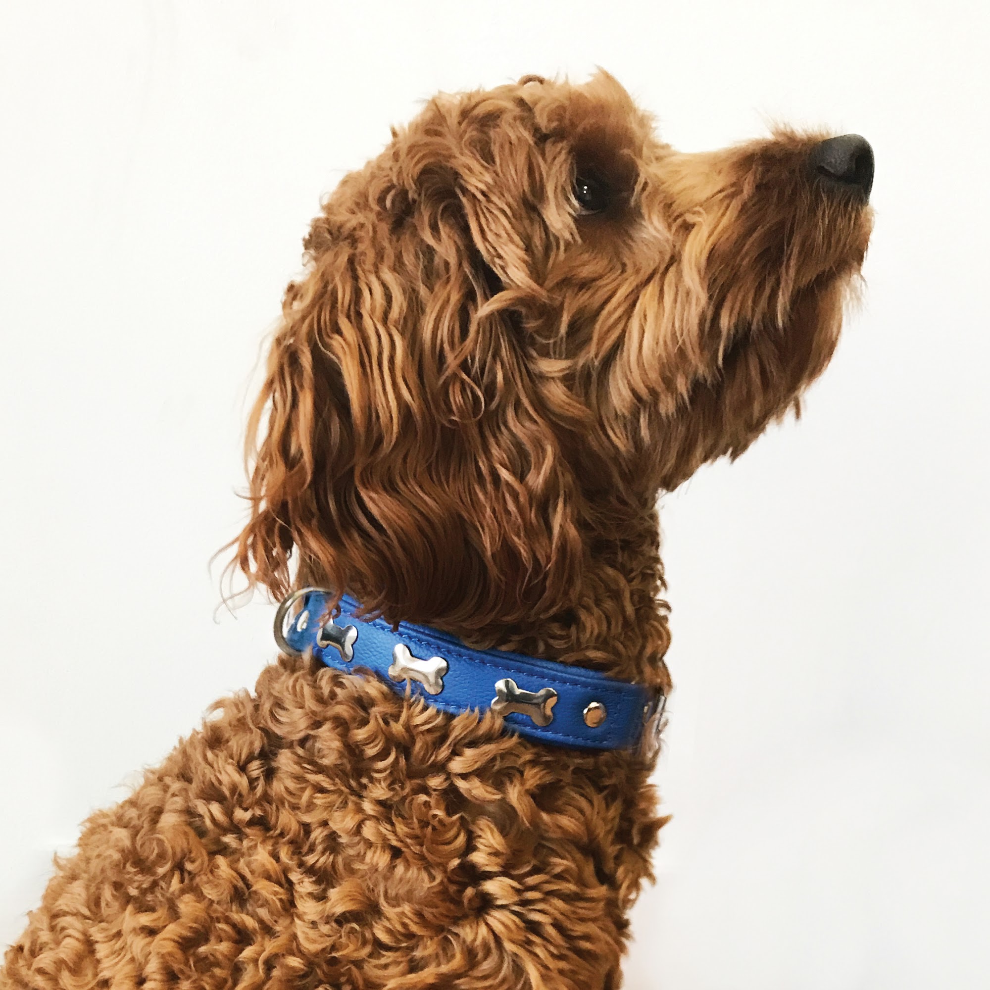 Angel Pet Supplies Thornhill