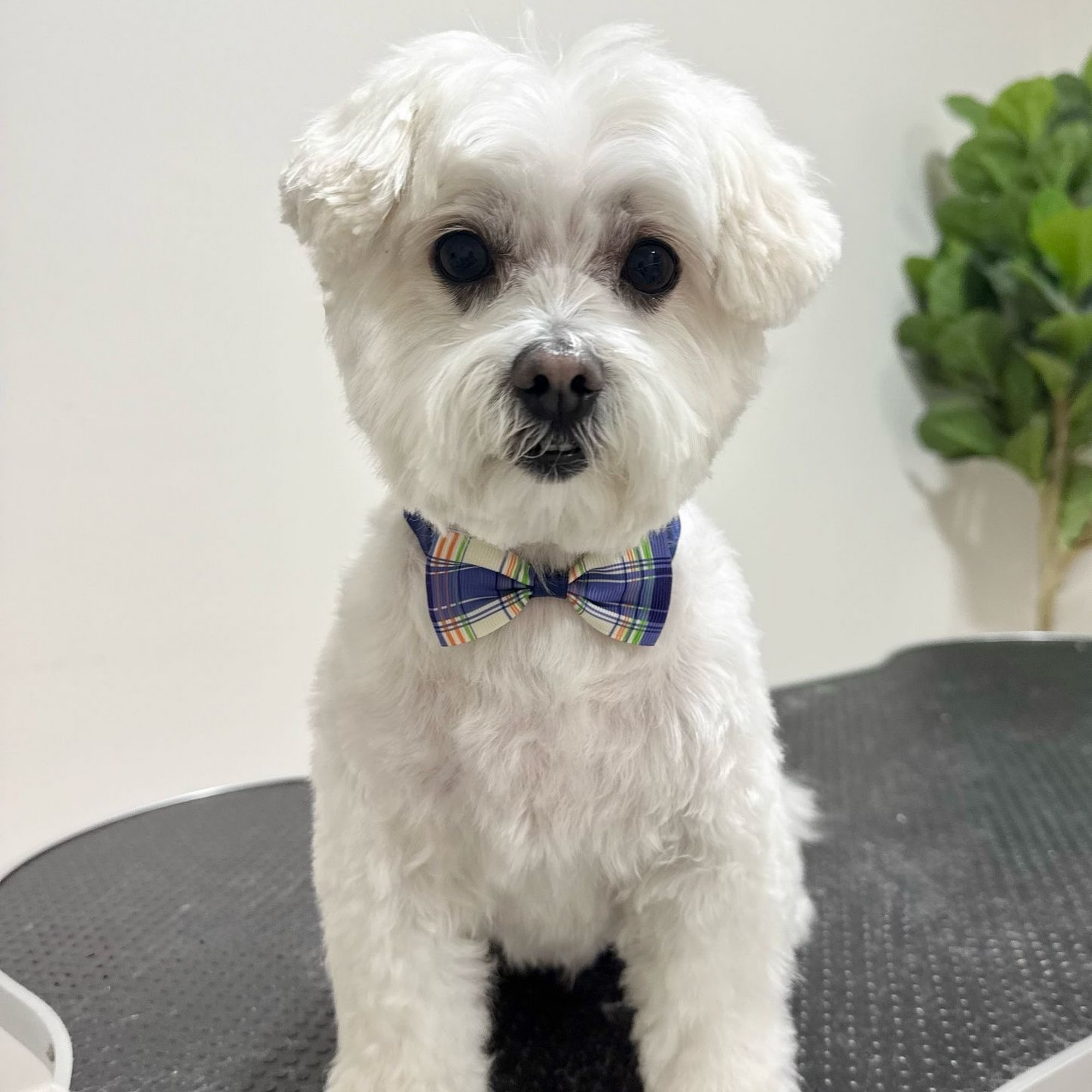 Smiley Harvey Dog Spa Thornhill