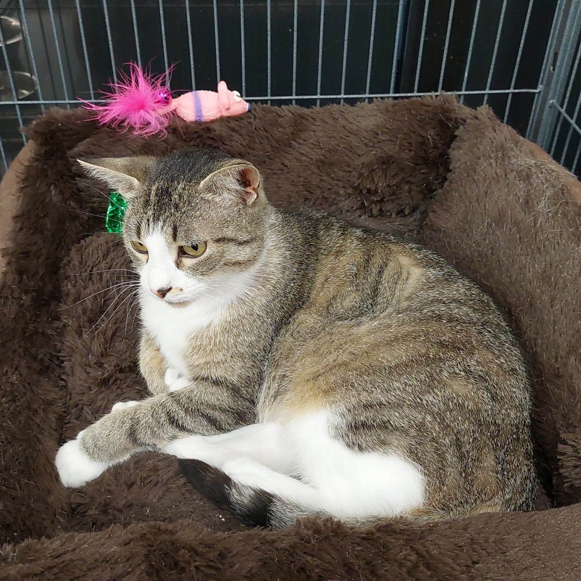 Pet Valu Tillsonburg