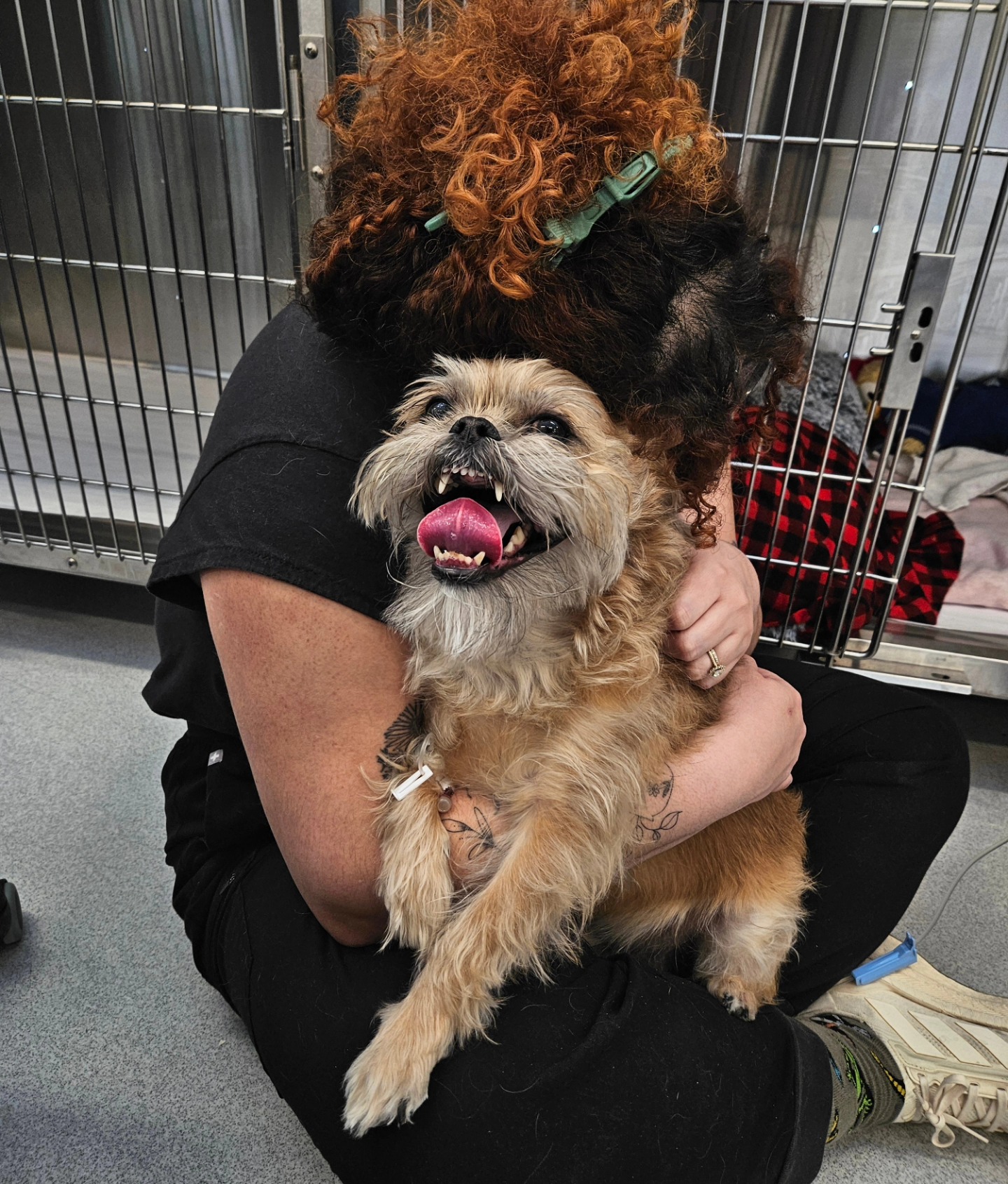 McGilvray Veterinary Hospital Toronto