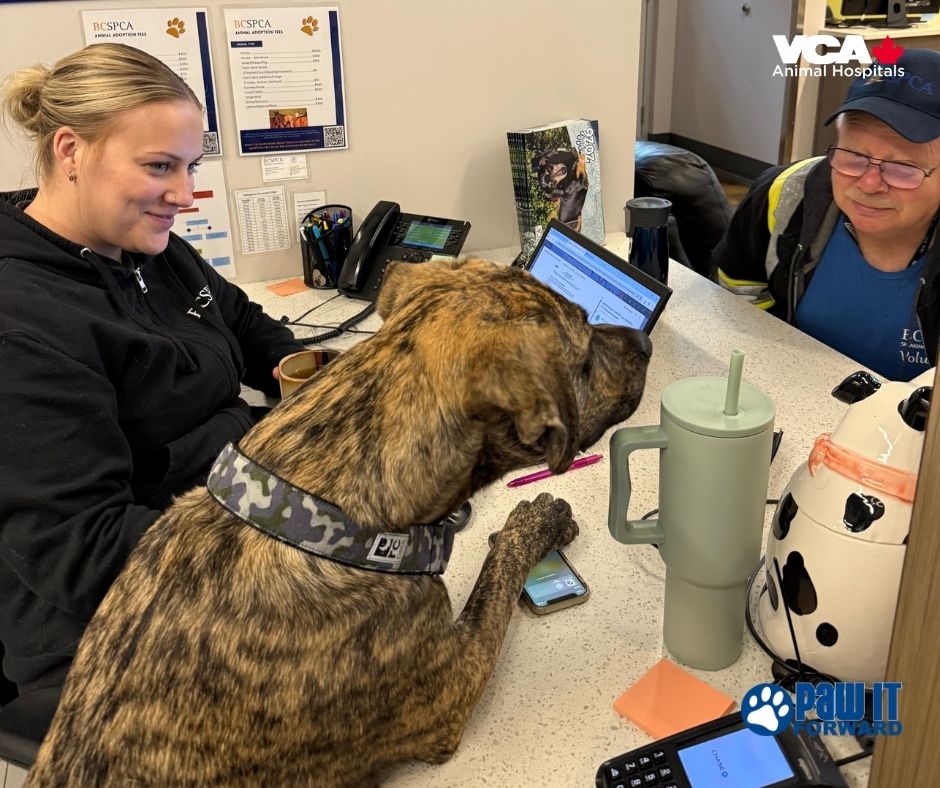 VCA Canada Secord Animal Hospital Toronto