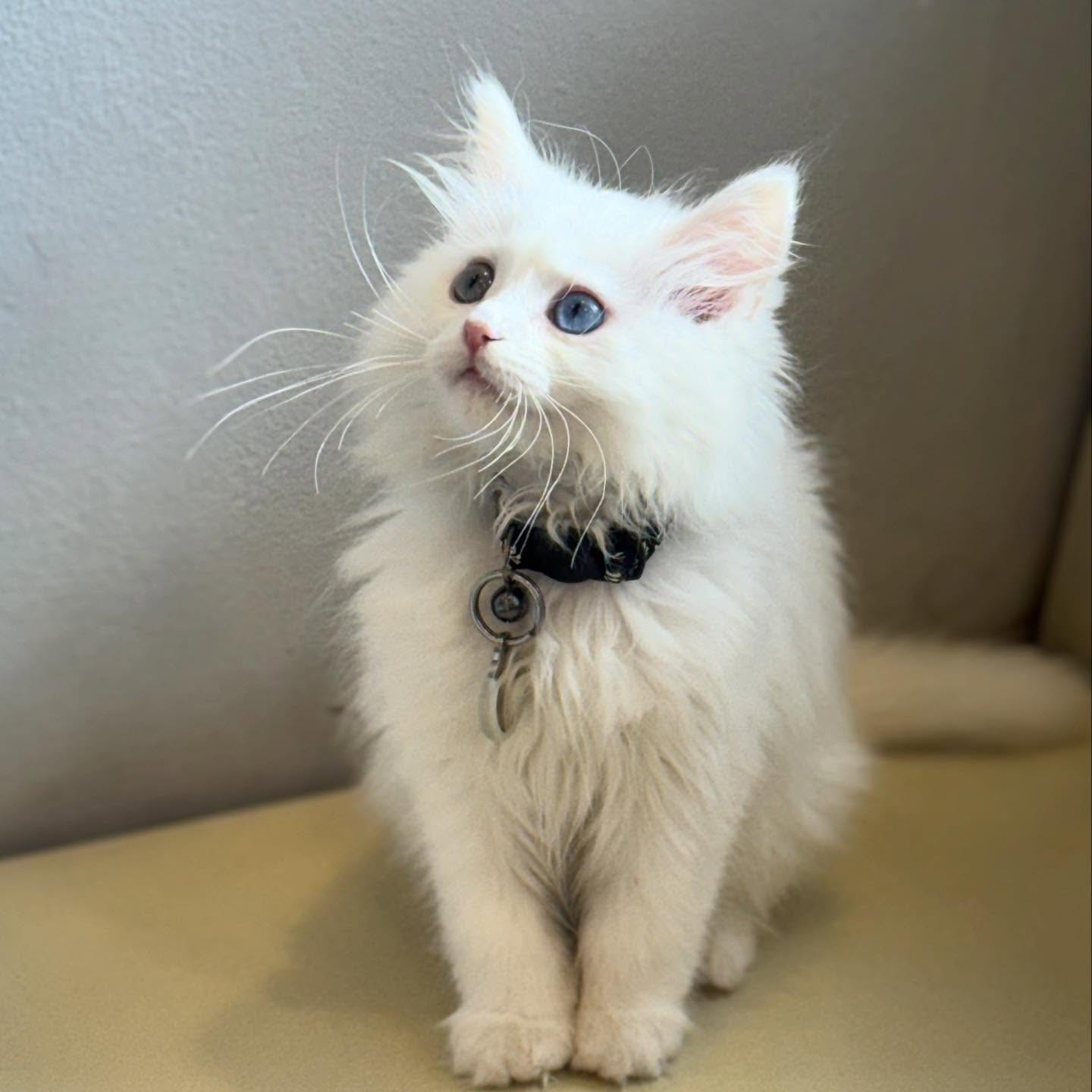 Bathurst Animal Hospital Toronto