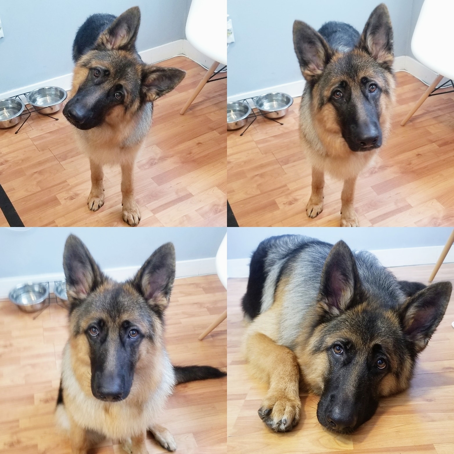 Pet Spa Toronto Toronto