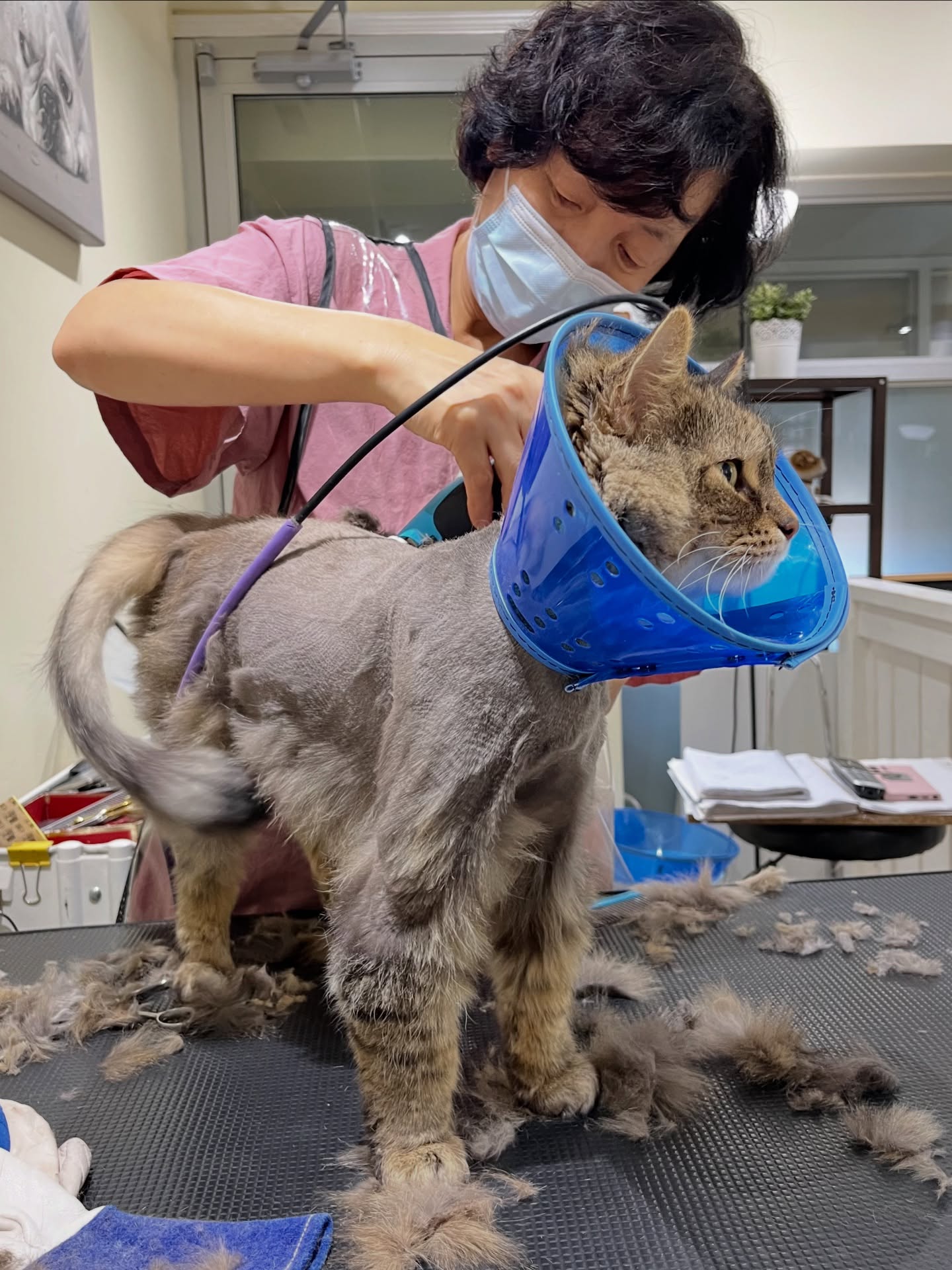 Ellen's Pet Care Toronto