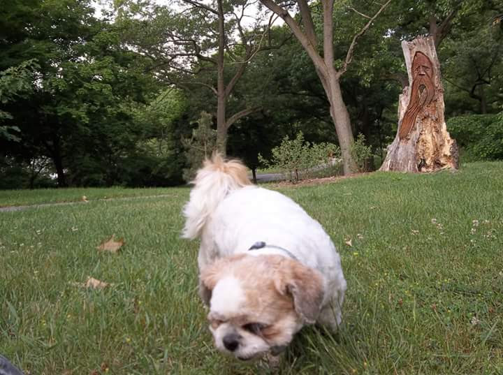 Ellen's Pet Care Toronto