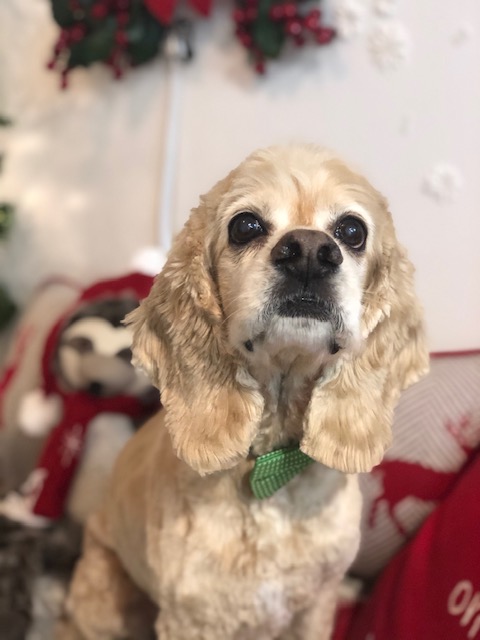 Konnichipaw Grooming Toronto