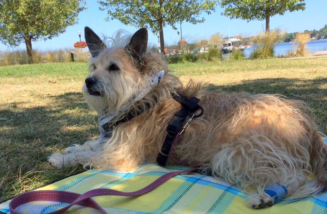 Annex Animal Hospital Toronto