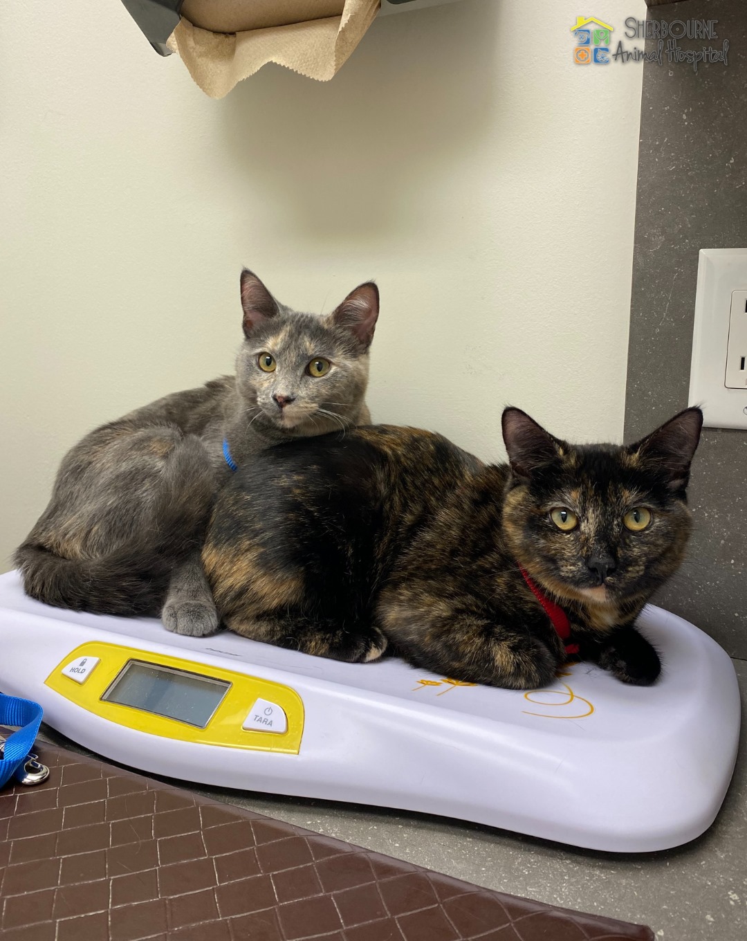 Sherbourne Animal Hospital Toronto