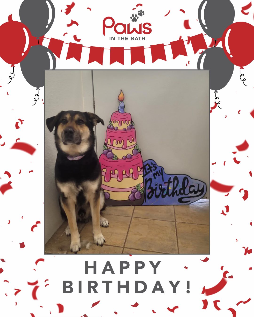 Paws In The Bath Dog Grooming Toronto