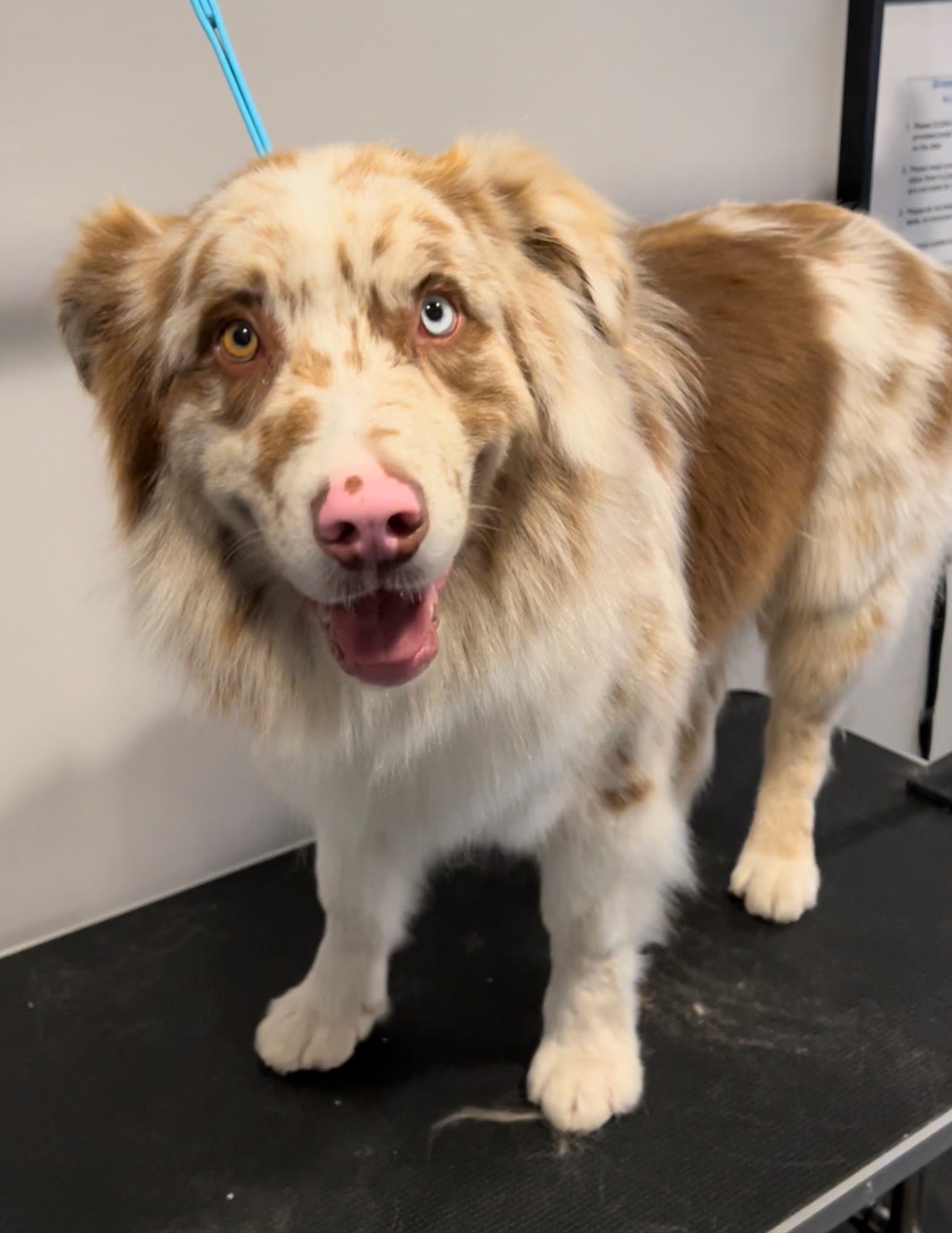 Dirty Pawz Self-Serve Dog Wash Toronto