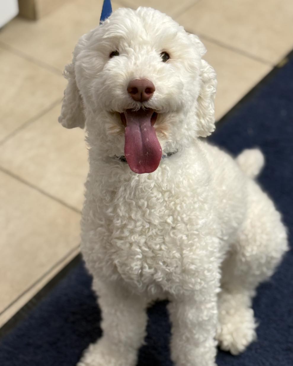 Cabbagetown Pet Clinic Toronto