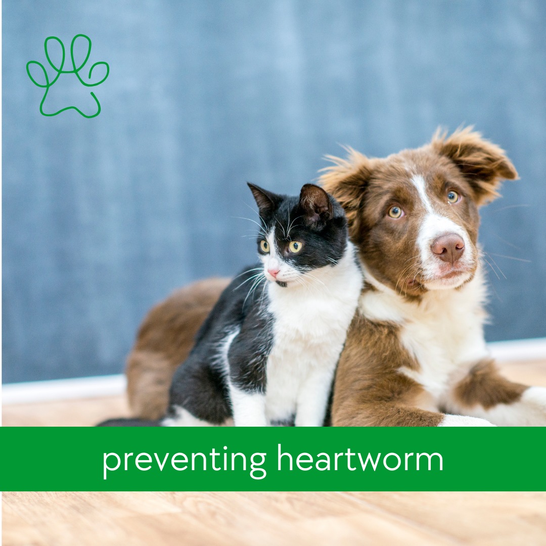 Metro Animal Hospital Toronto