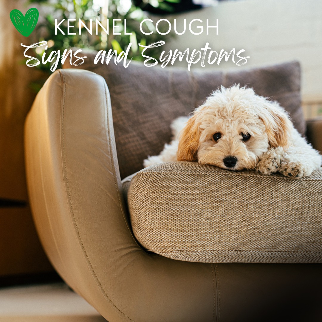 Metro Animal Hospital Toronto