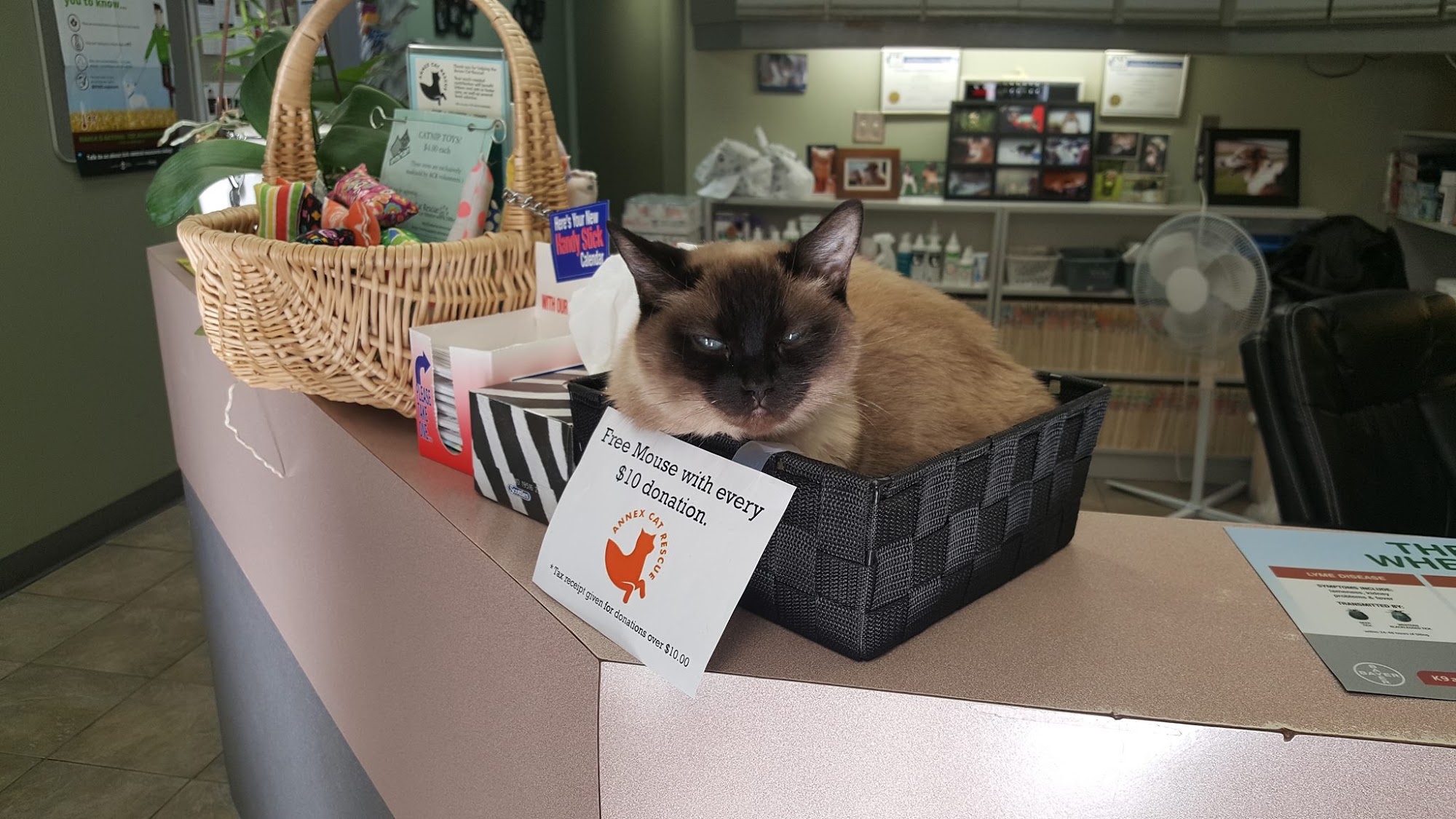 Kato Animal Hospital Toronto