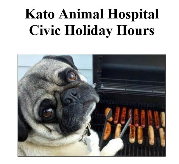 Kato Animal Hospital Toronto