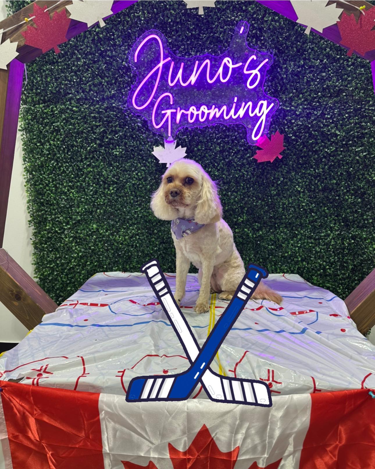 Juno's Dog Grooming Toronto
