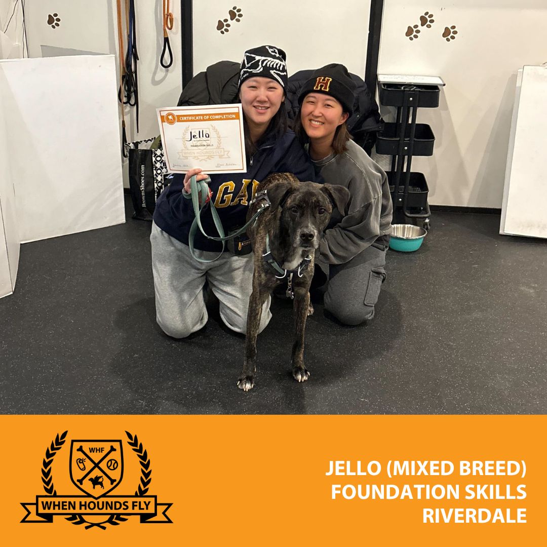 When Hounds Fly (Dundas West) Toronto