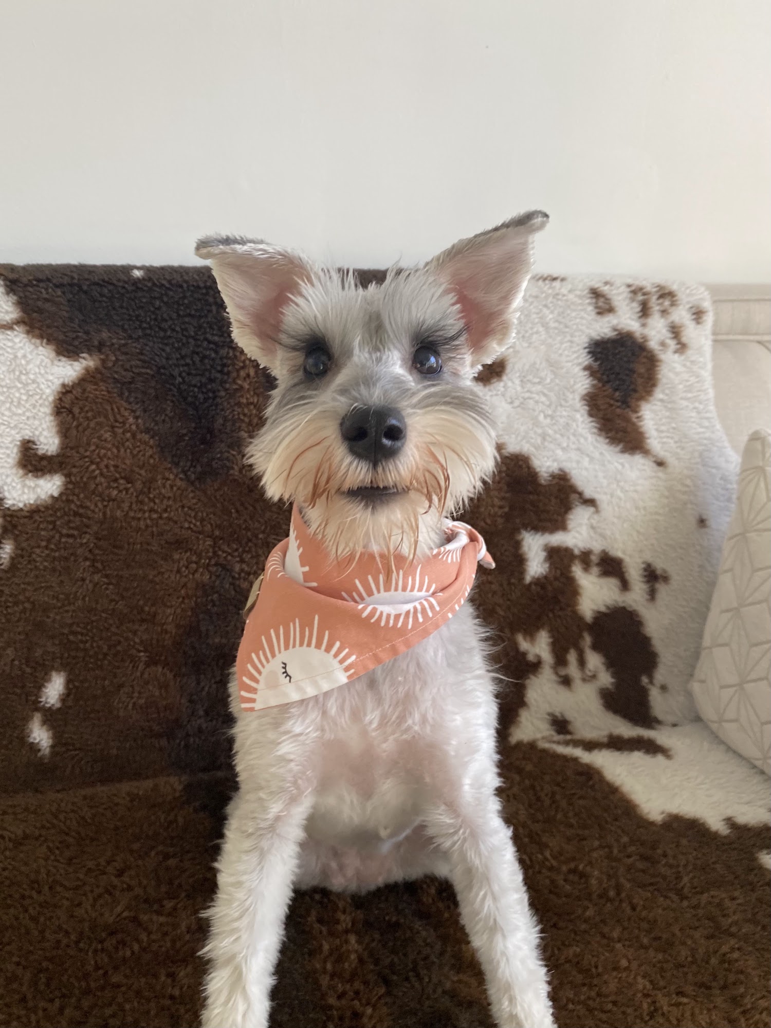 Hound and Kitty Toronto Toronto