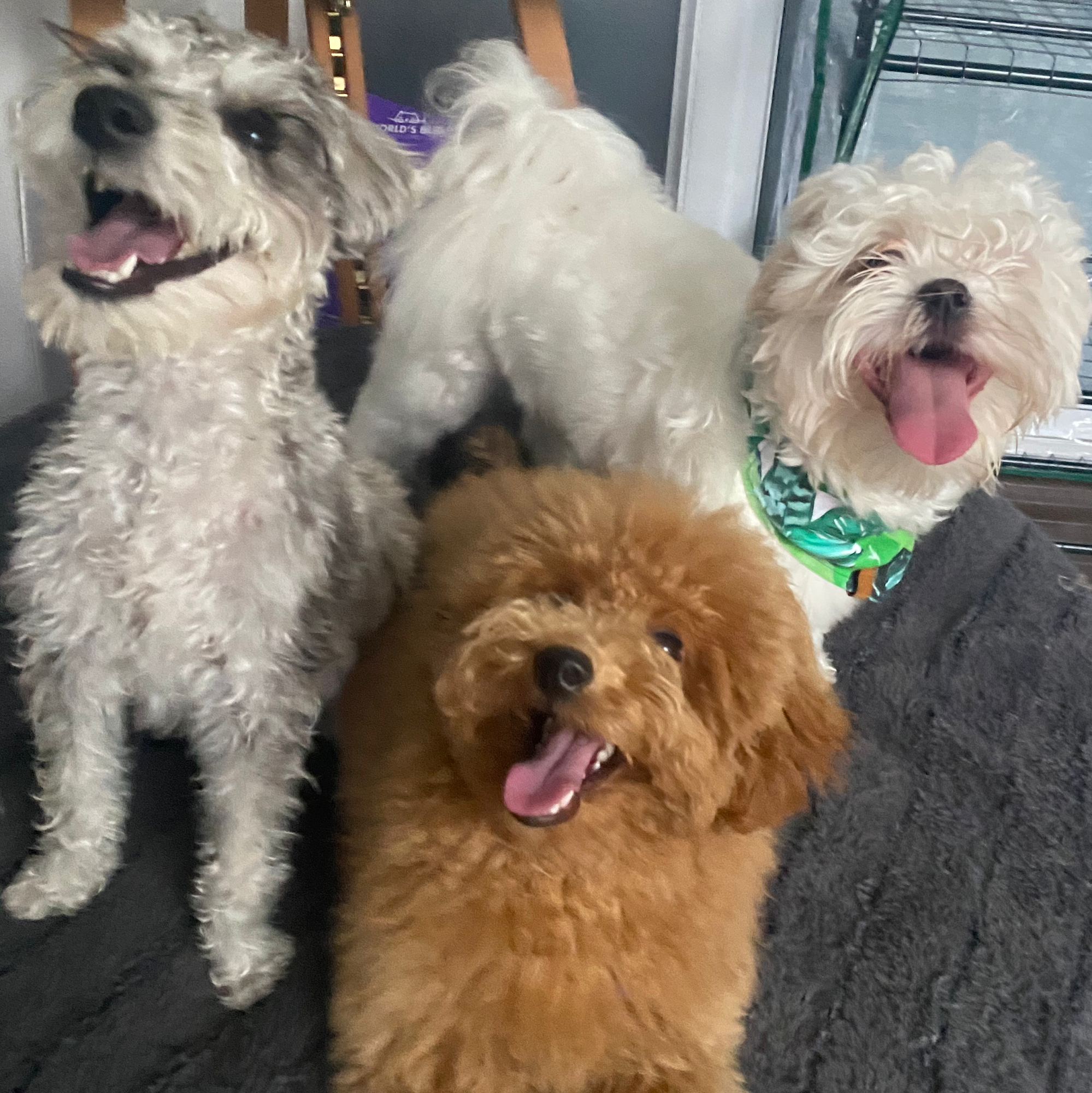 Hound and Kitty Toronto Toronto