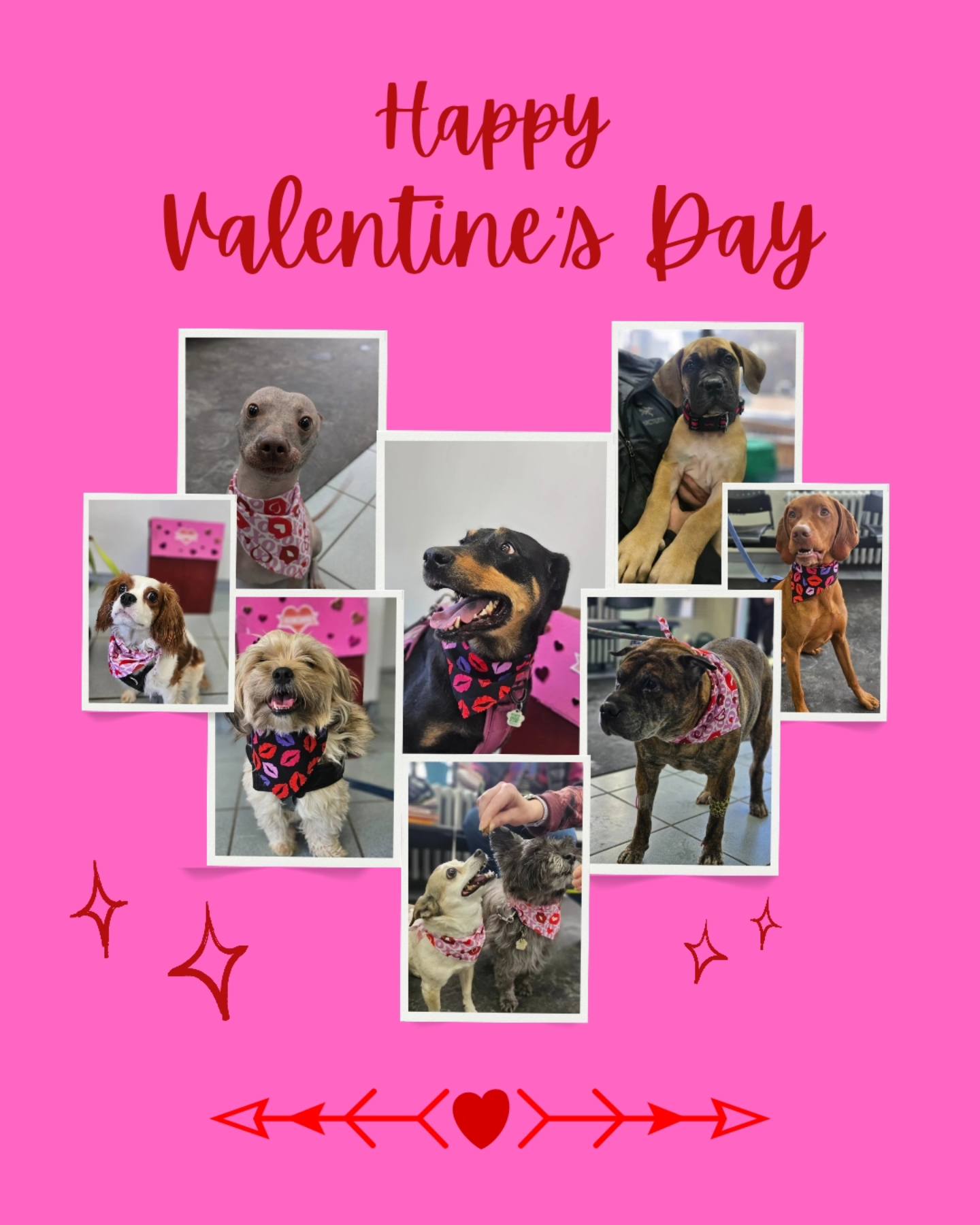 Village Gate Animal Hospital Toronto