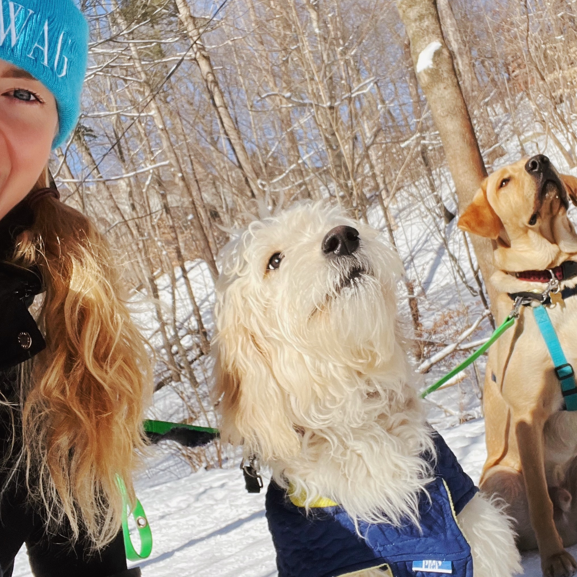 We Wag Toronto Toronto